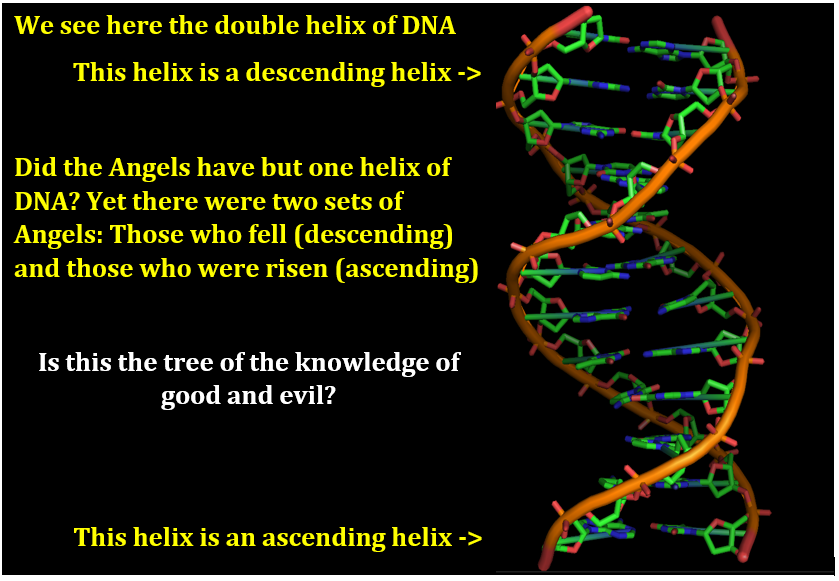 A picture containing DNA diagram